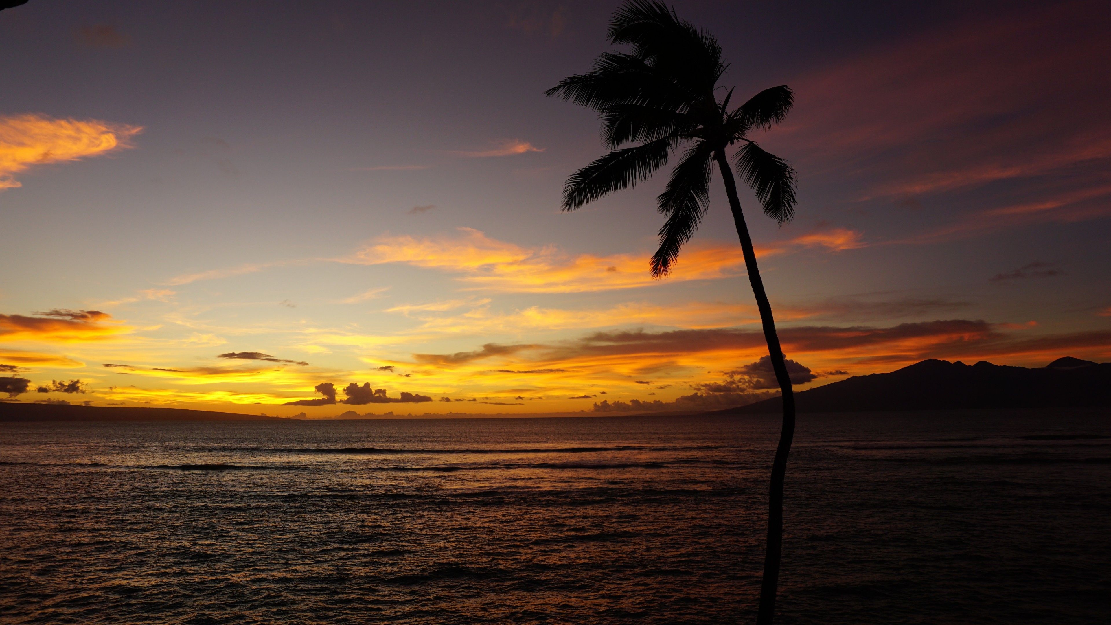 Wallpaper Maui, Hawaii, ocean, palm, sunset, 5k, Nature