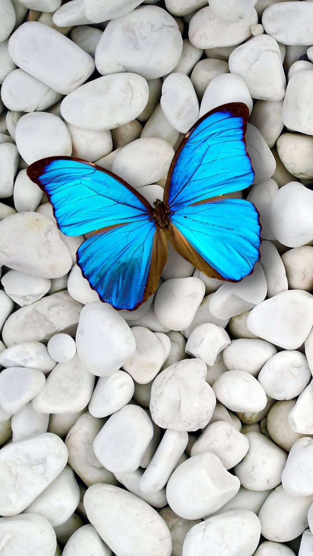 Blue Butterfly Wallpaper For iPhone resolution 1080x1920. Blue butterfly wallpaper, Butterfly wallpaper iphone, Blue wallpaper iphone