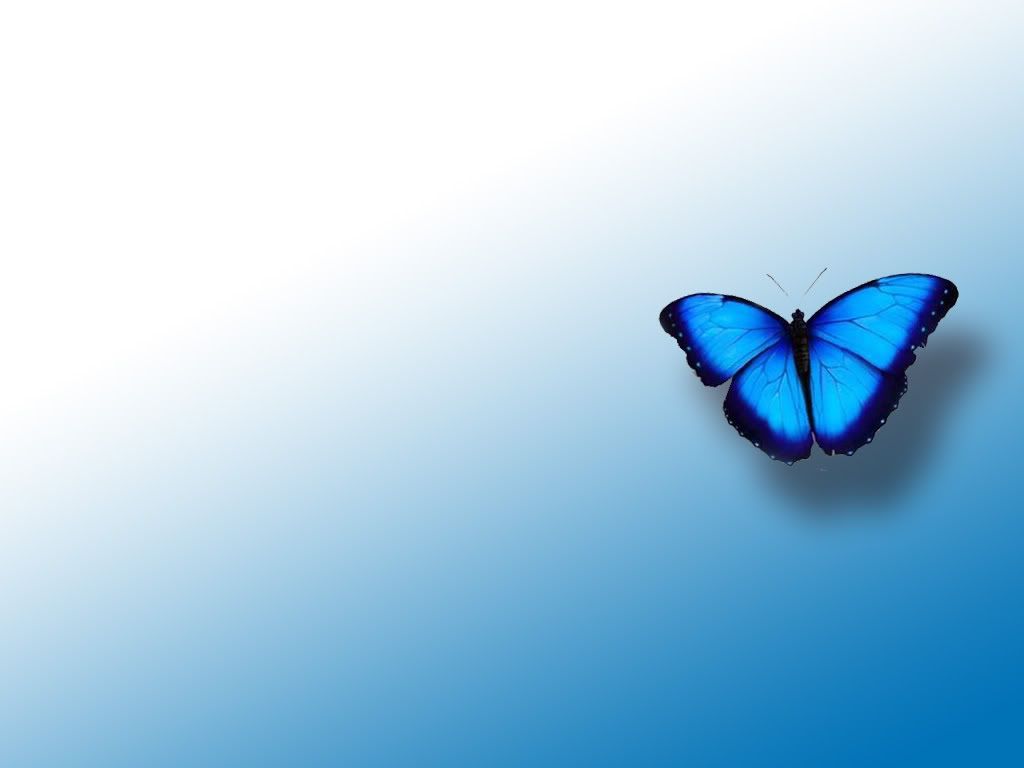 Free download Blue Butterfly Wallpaper wallpaper Blue Butterfly Wallpaper HD [1024x768] for your Desktop, Mobile & Tablet. Explore Blue Butterfly Wallpaper Image. Butterfly HD Wallpaper, Beautiful Butterfly Wallpaper for