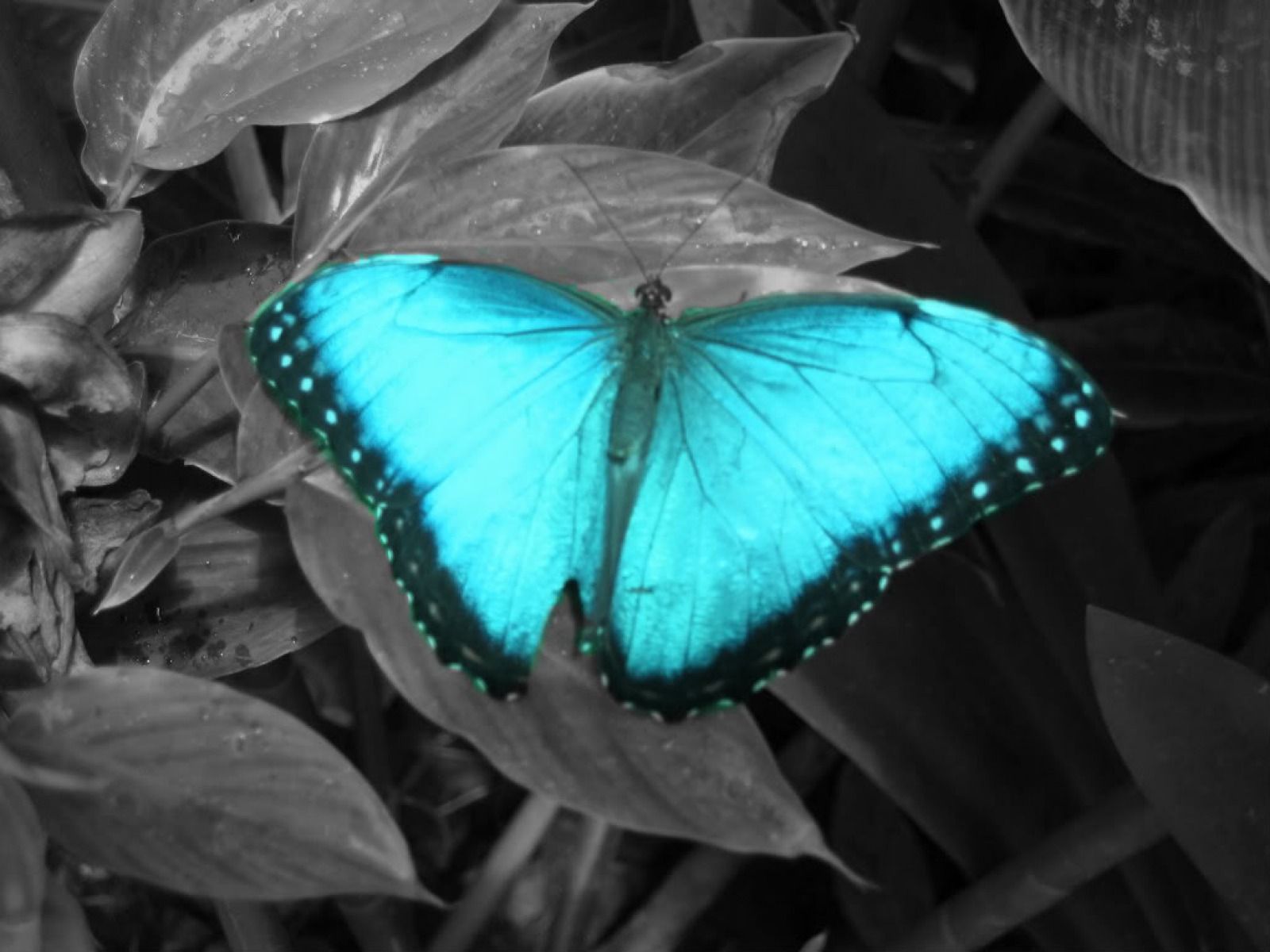 Light Blue Butterfly wallpaper. Light Blue Butterfly