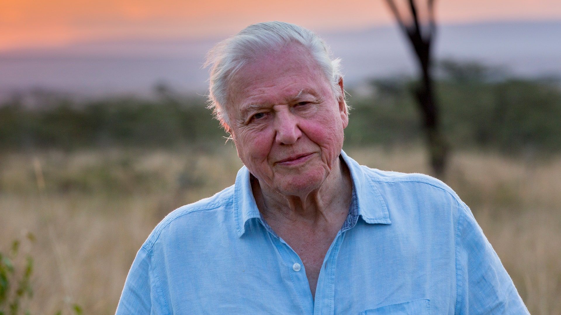 The new David Attenborough film has been postponed