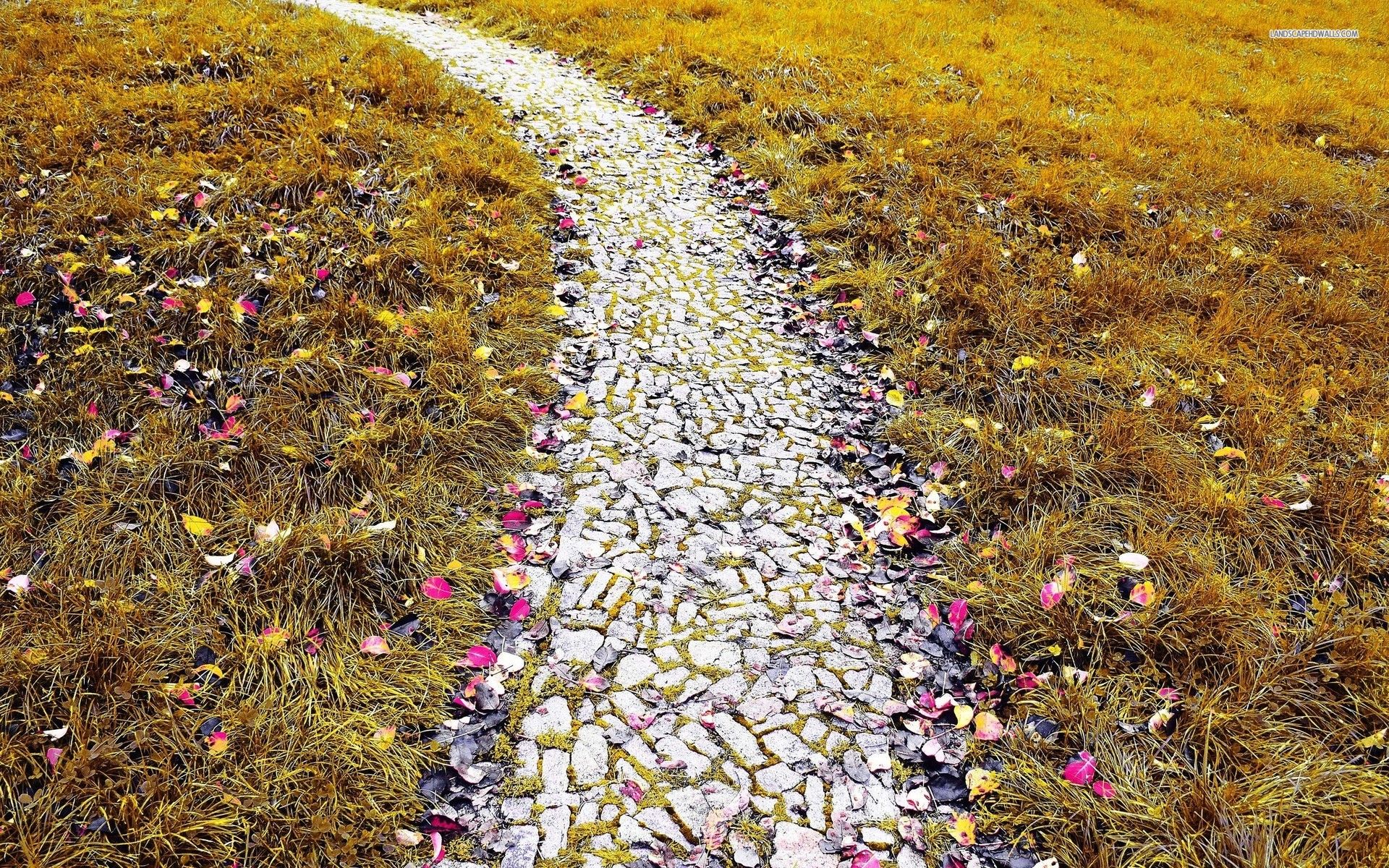 Rocky Path Leaves Grass Field wallpaper. Rocky Path Leaves Grass Field