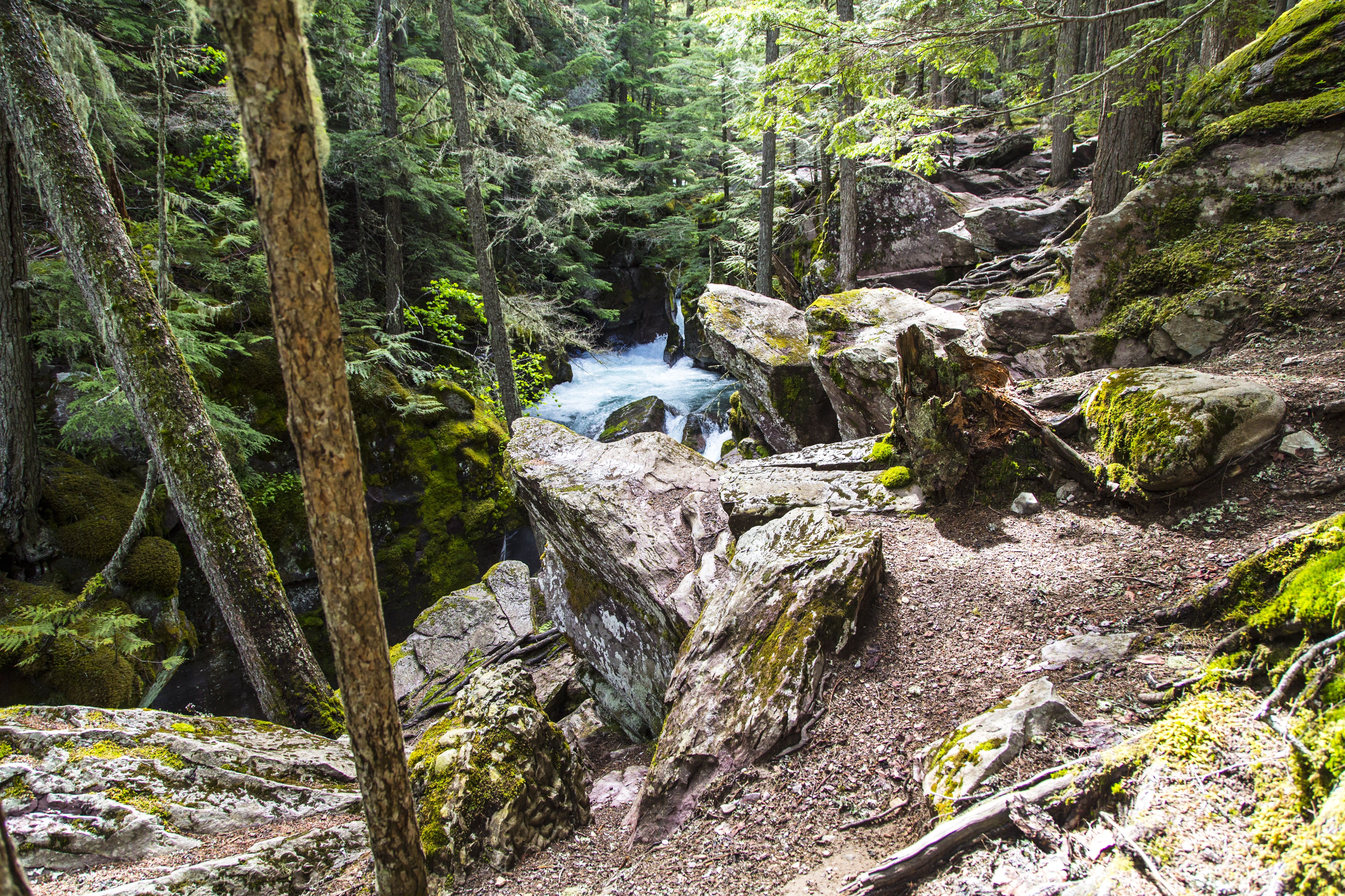 rocky path beside river inside forest free image