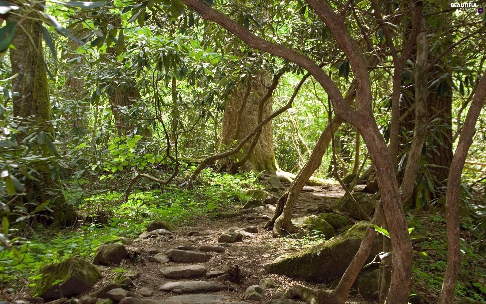 forest, rocky, Path, Climbers views wallpaper: 1920x1200
