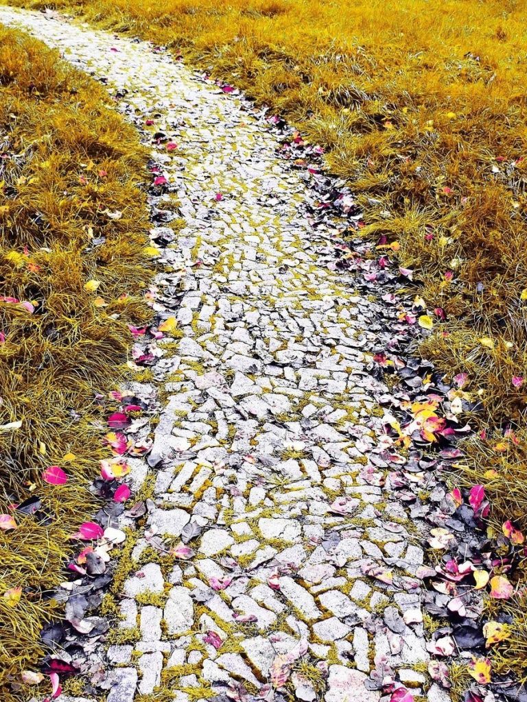 Rocky Path Leaves Grass Field iPad mini wallpaper