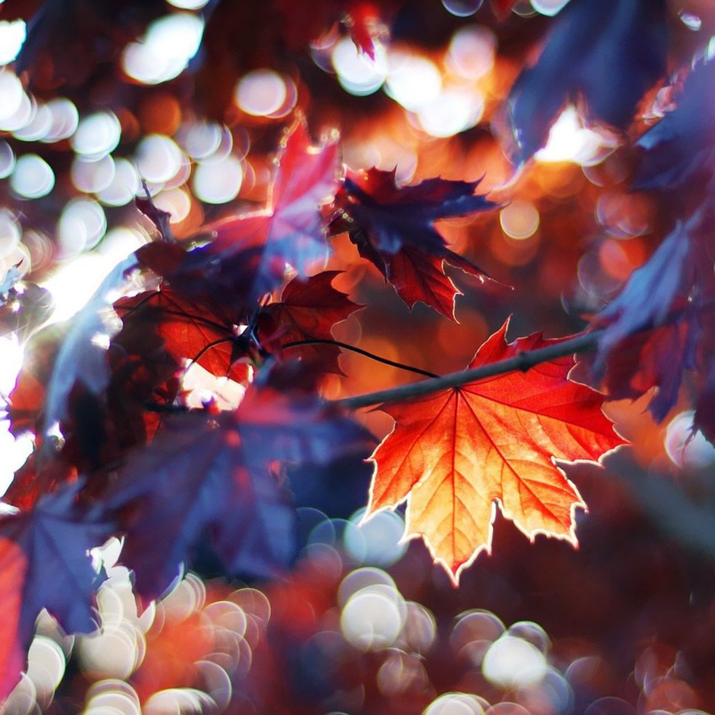 Autumn Leaves iPad Wallpaper Free Download