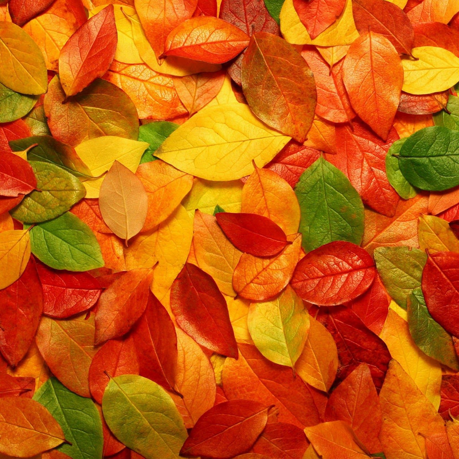 Autumn Wallpaper for iPad
