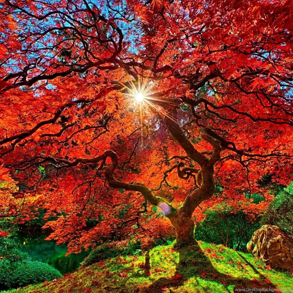 Nature Autumn Paradise Landscape iPad Wallpaper Download Desktop Background