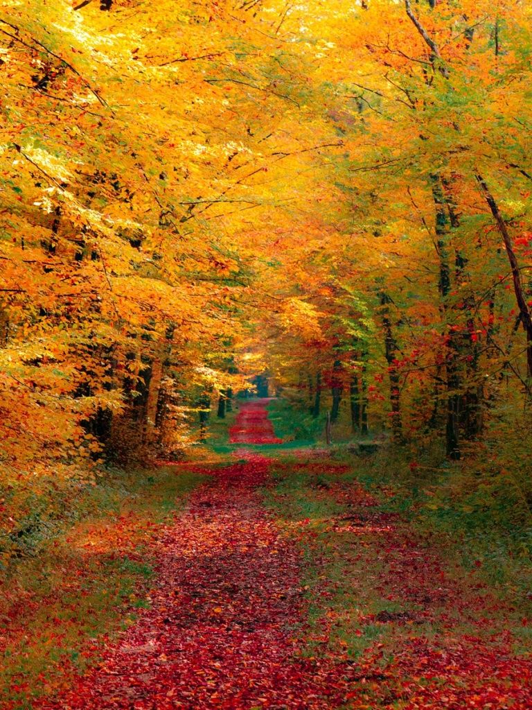 Autumn Season in Mountains 4K wallpaper download