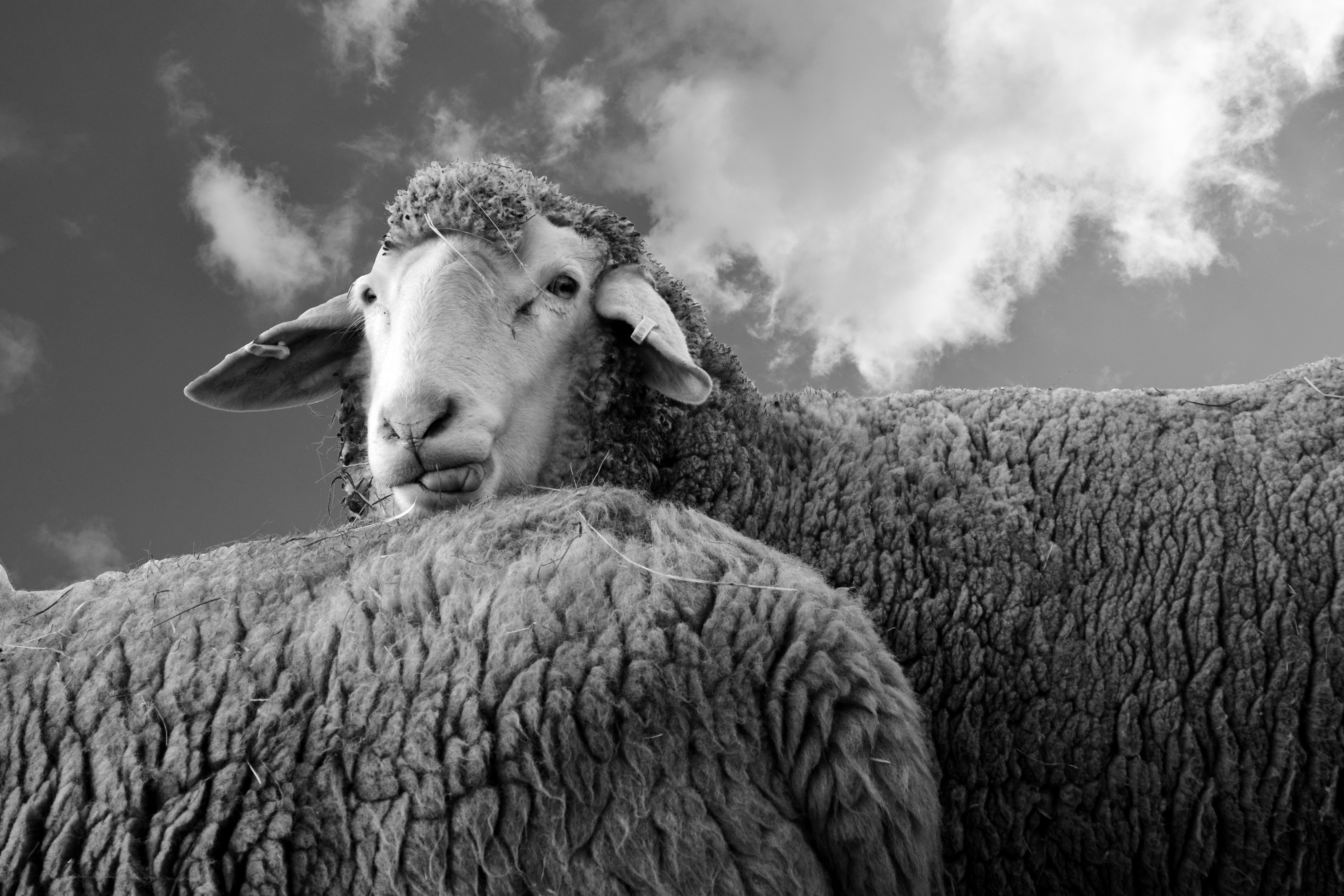 Grayscale Photo of Sheep · Free