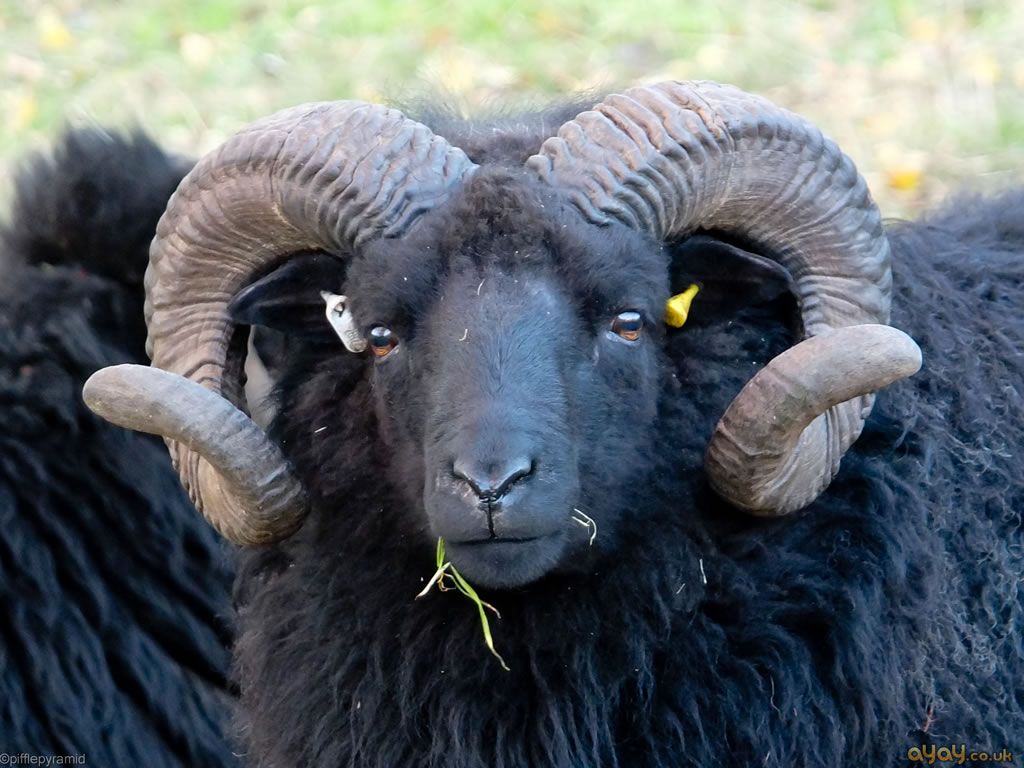 black sheep staring