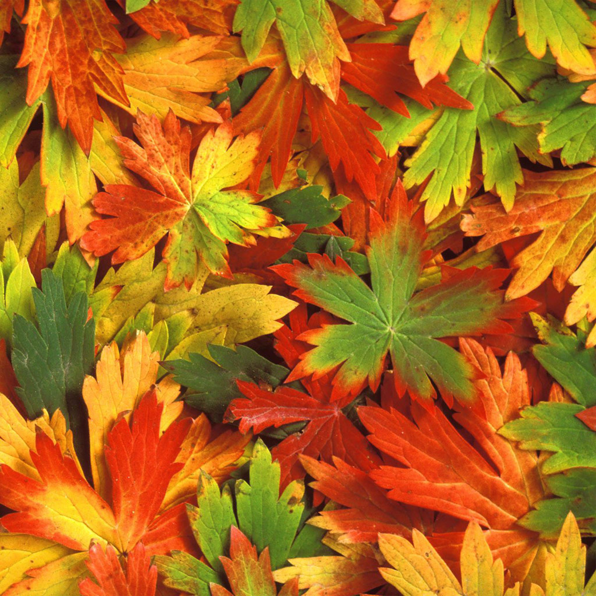 Nature Autumn Leaves Fall iPhone HD Wallpaper Free