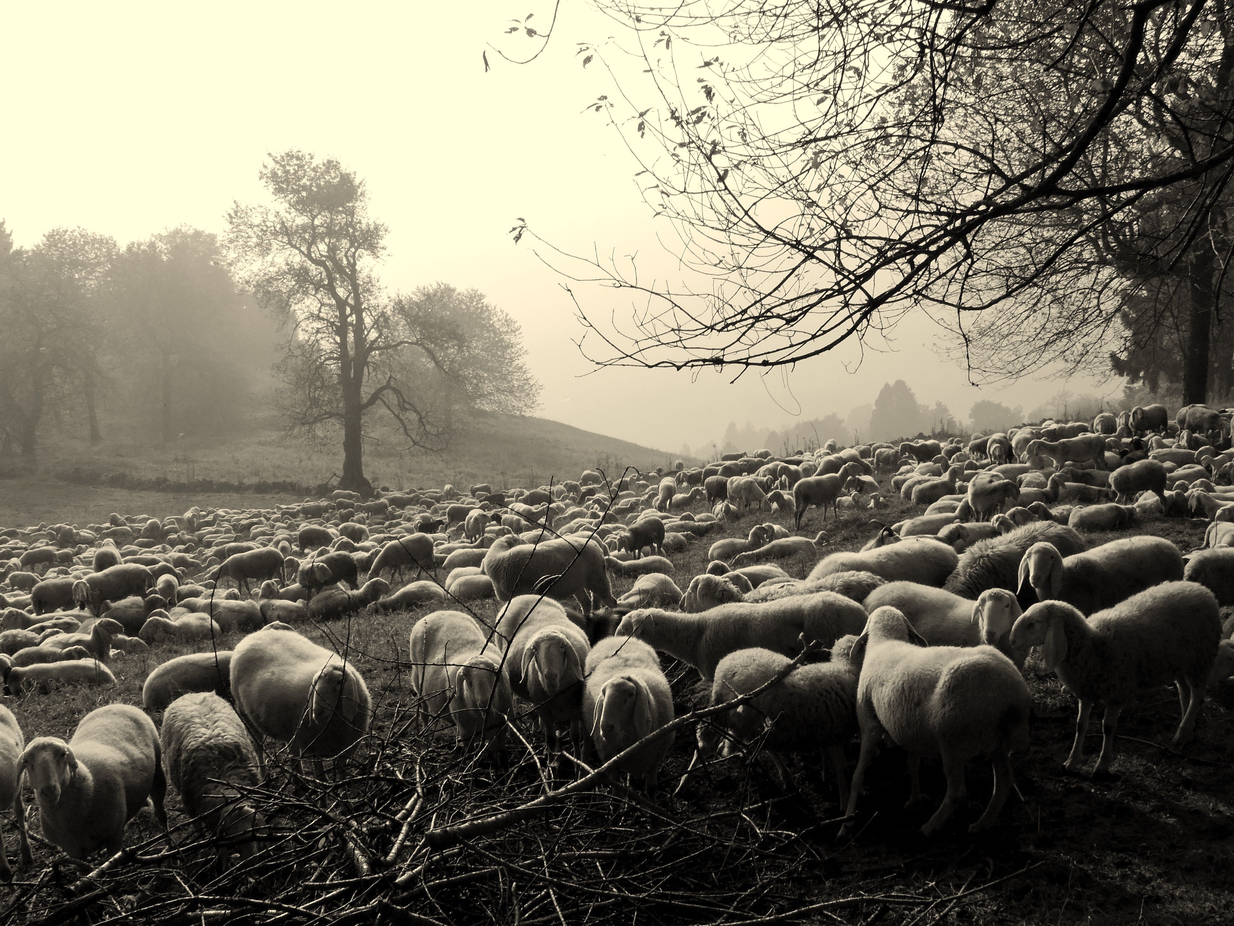 black and white photo of sheep free image