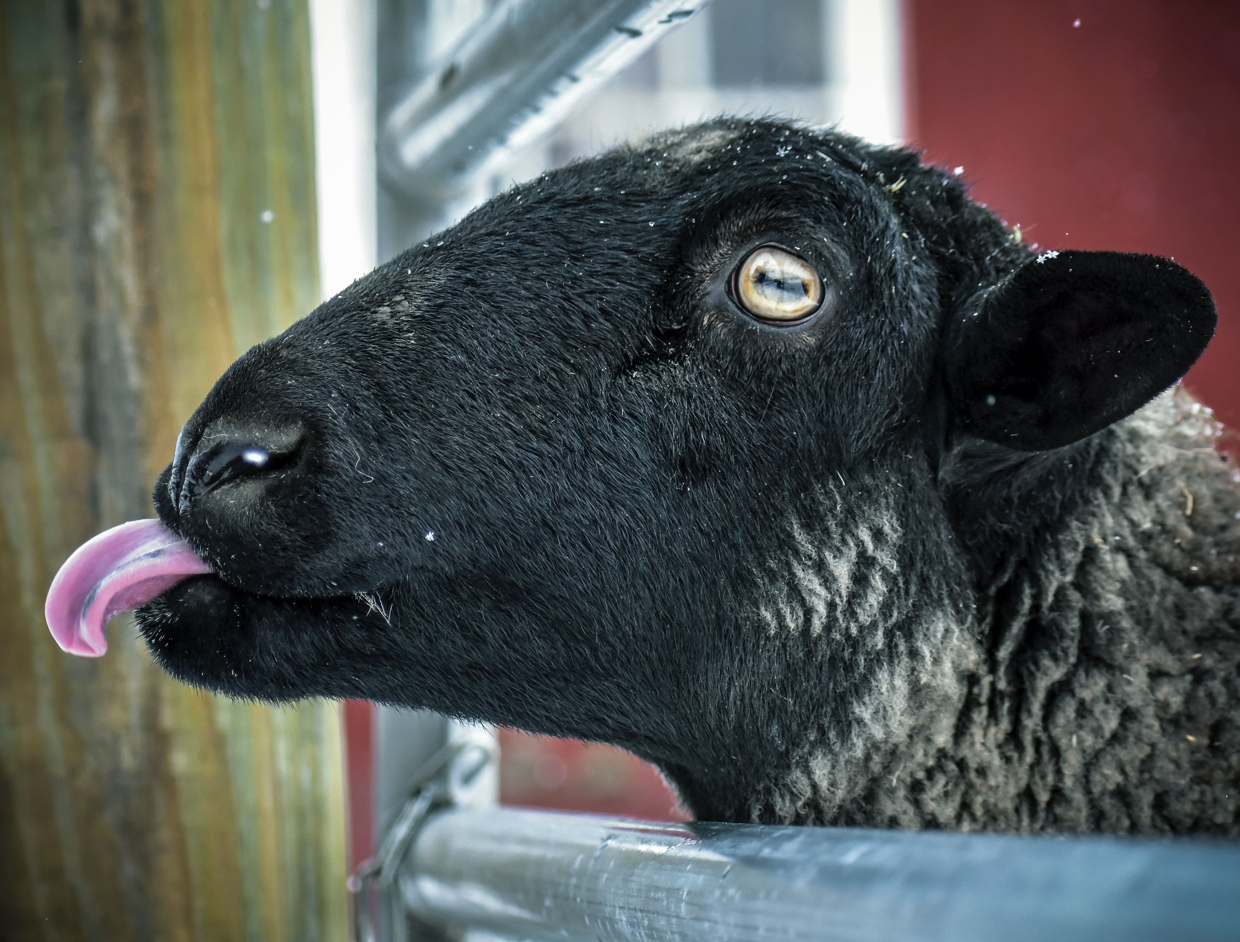 Black Sheep in Cage · Free