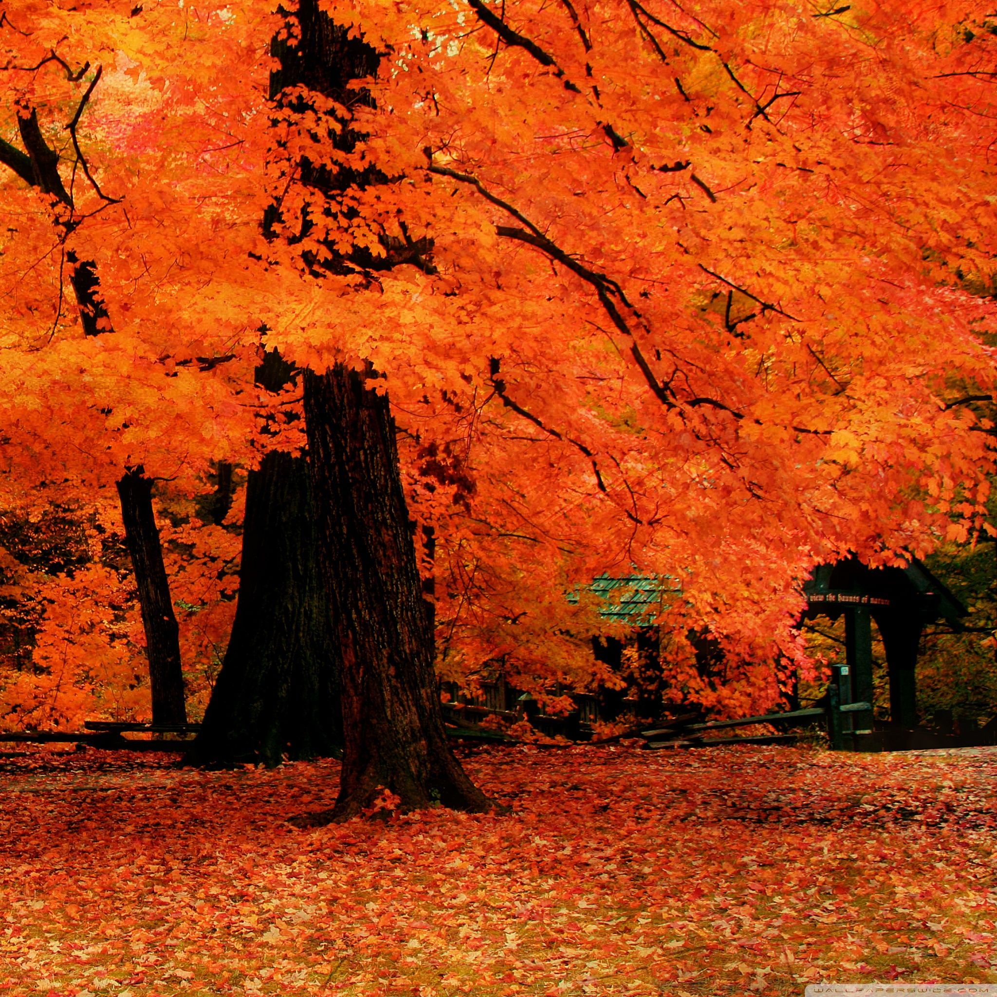 Fall iPad Wallpaper. Fall wallpaper, Autumn trees, Widescreen wallpaper