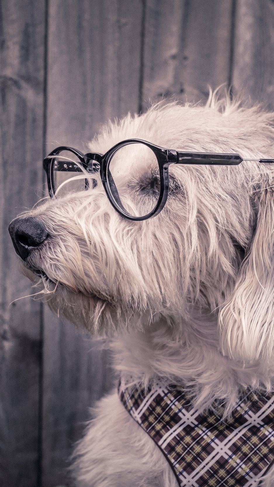 Dog, glasses, scarf wallpaper, background iphone. Cute dog wallpaper, Dog with glasses, Dog wallpaper