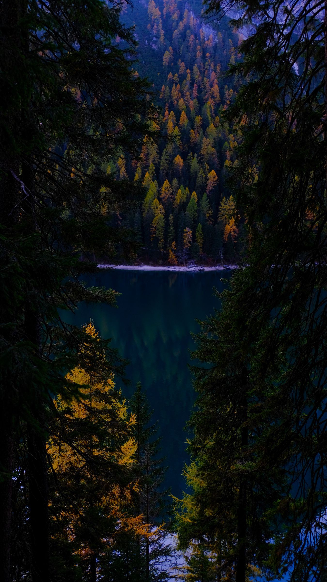Download wallpaper 1350x2400 forest, autumn, lake, branches, dark iphone 8+/7+/6s+/for parallax HD background