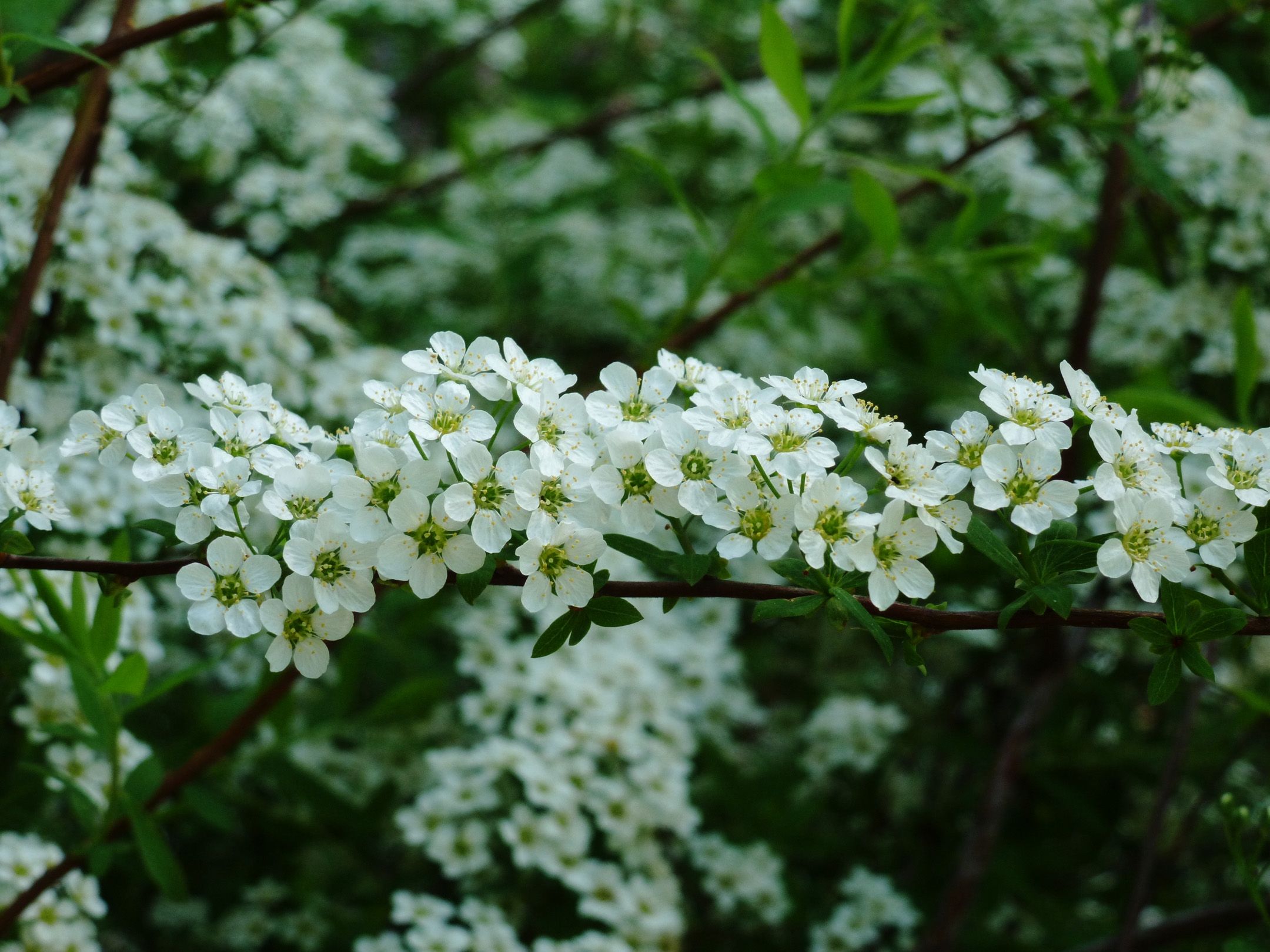 Download wallpaper 2160x1620 blossom, branch, leaf, spring, garden HD background