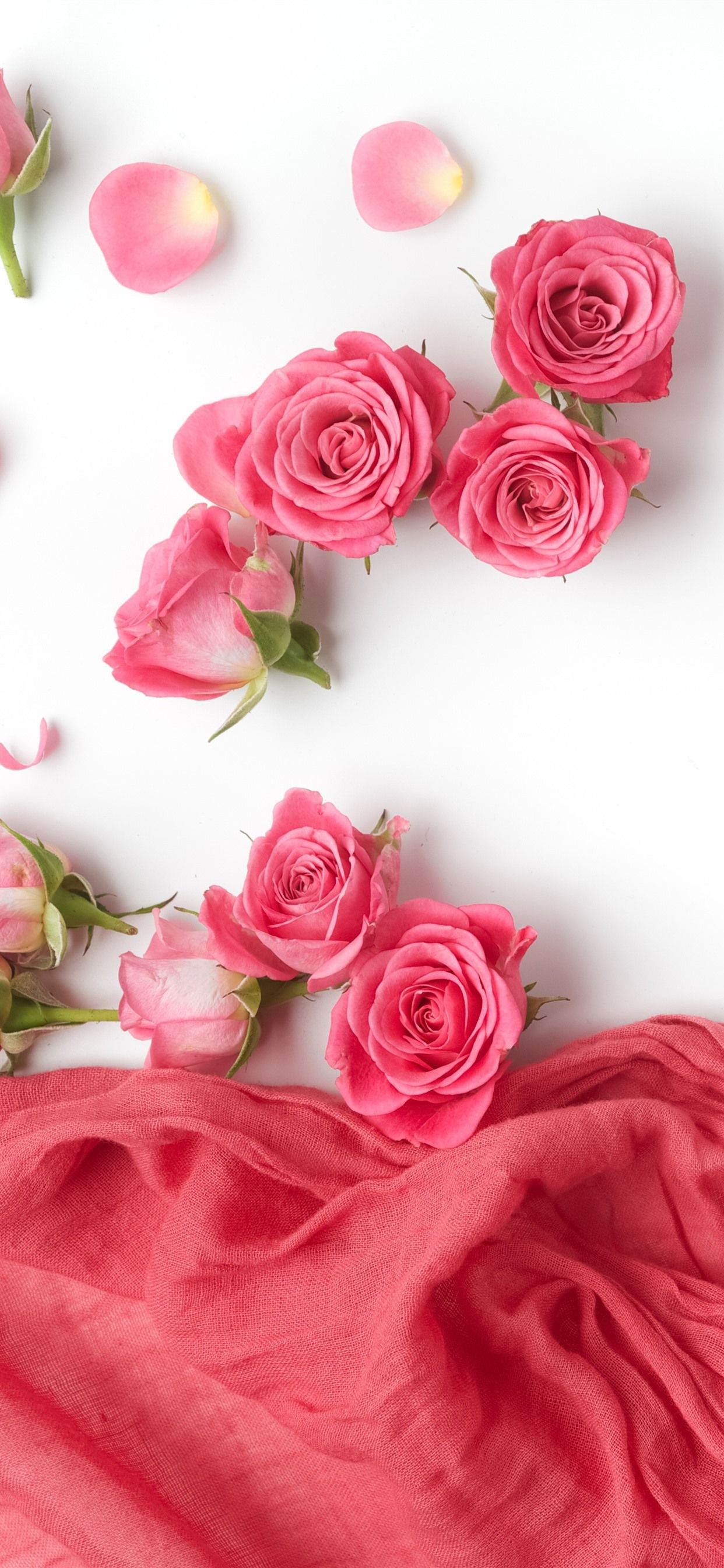 iPhone Wallpaper Pink Roses, Petals, Silk, White Background Rose Wallpaper White Background