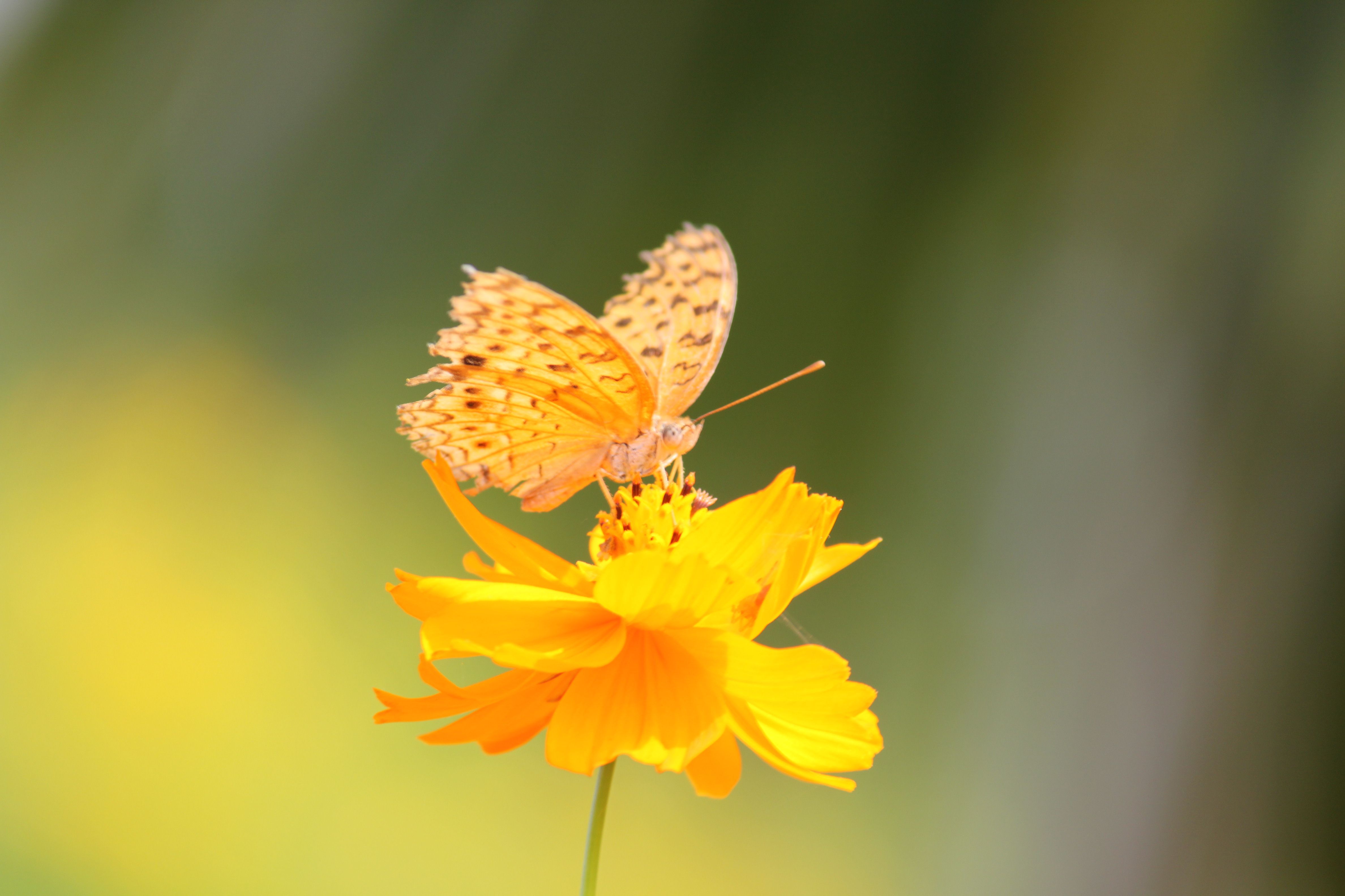 Yellow Butterfly Wallpaperx3168
