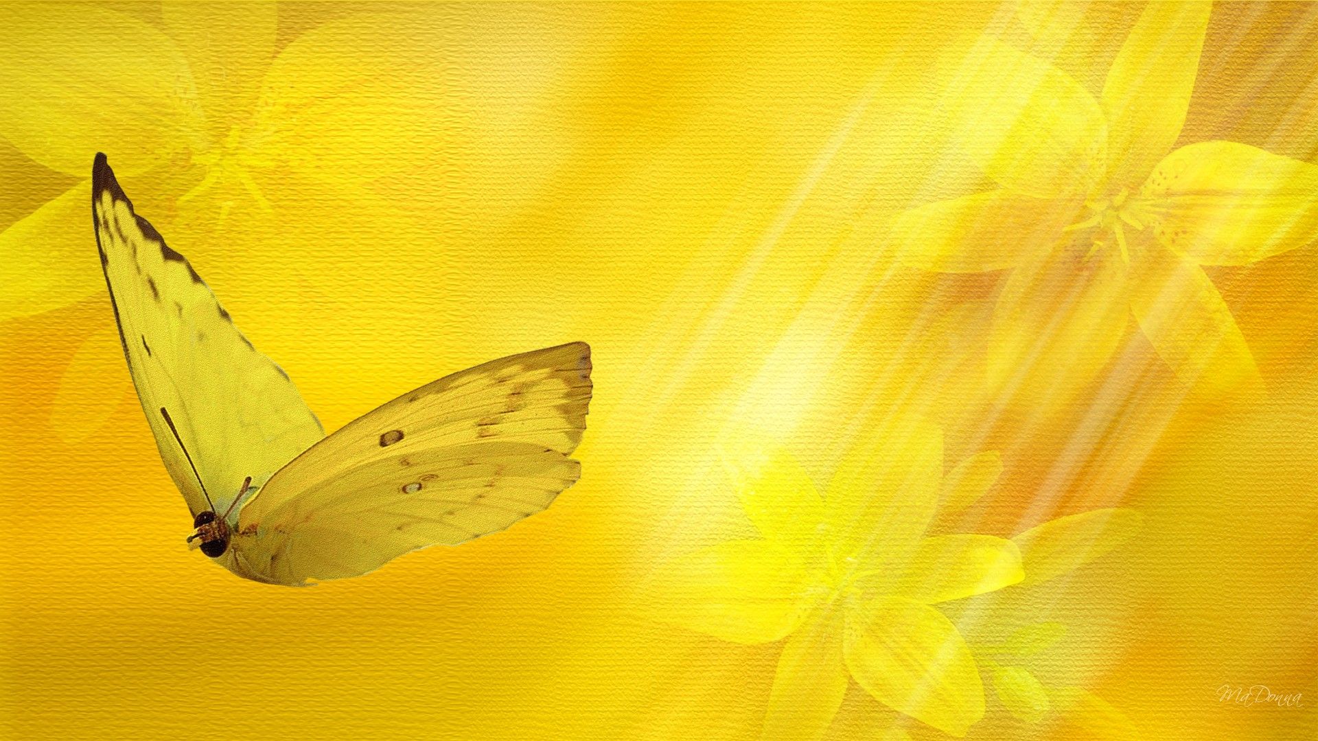 Yellow Butterflies Wallpaper