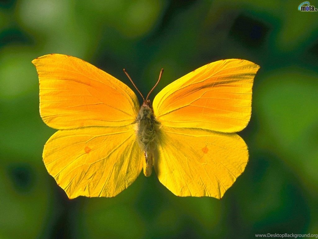 Wallpaper Green, Yellow, Butterfly, Yellow Butterfly. Desktop Background