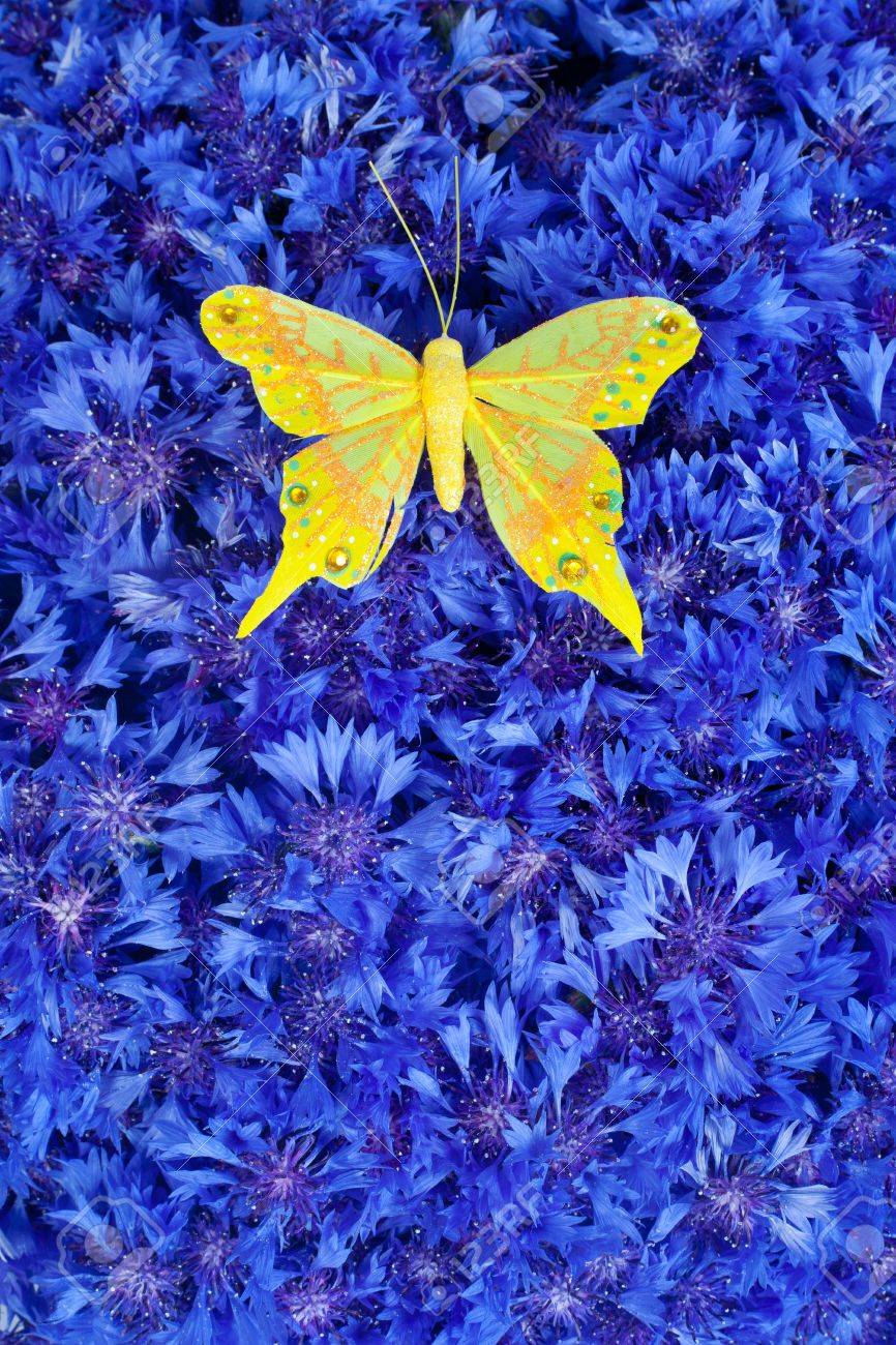 Butterfly Picture Wallpaper