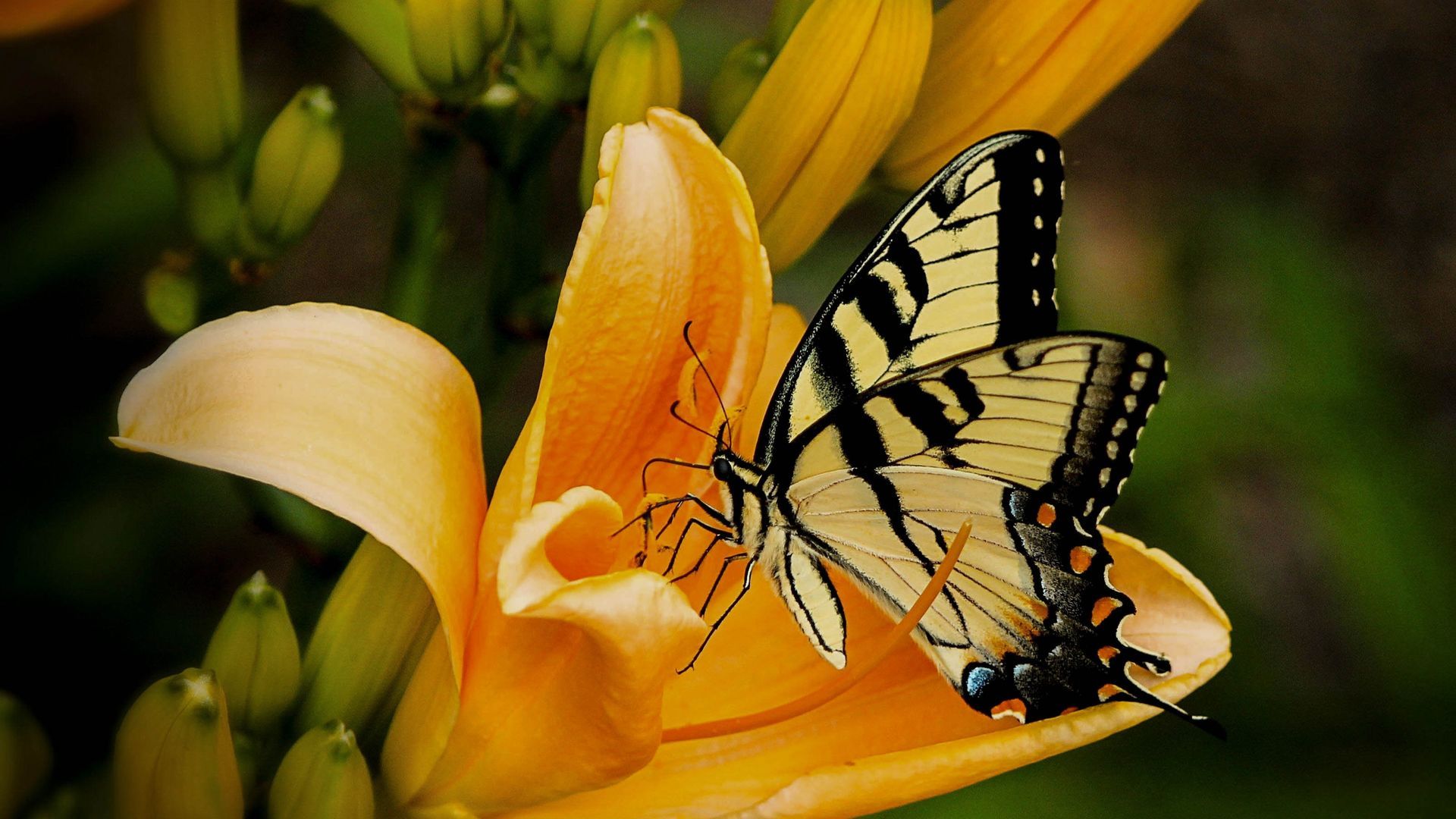 Yellow Flower with Butterfly Wallpaper