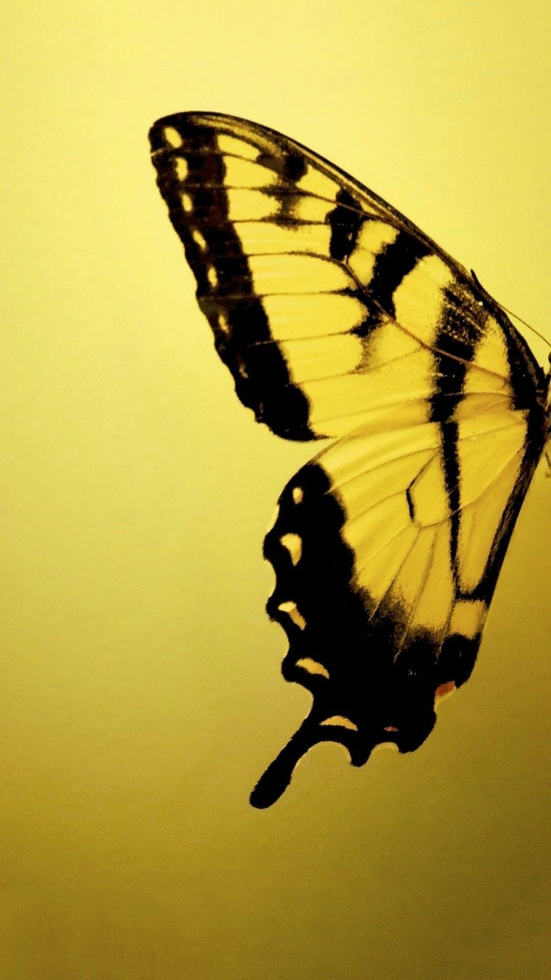 Pin By Summer Sunnygal On Wallpaper Background. Yellow Butterfly, Yellow Aesthetic, Butterfly