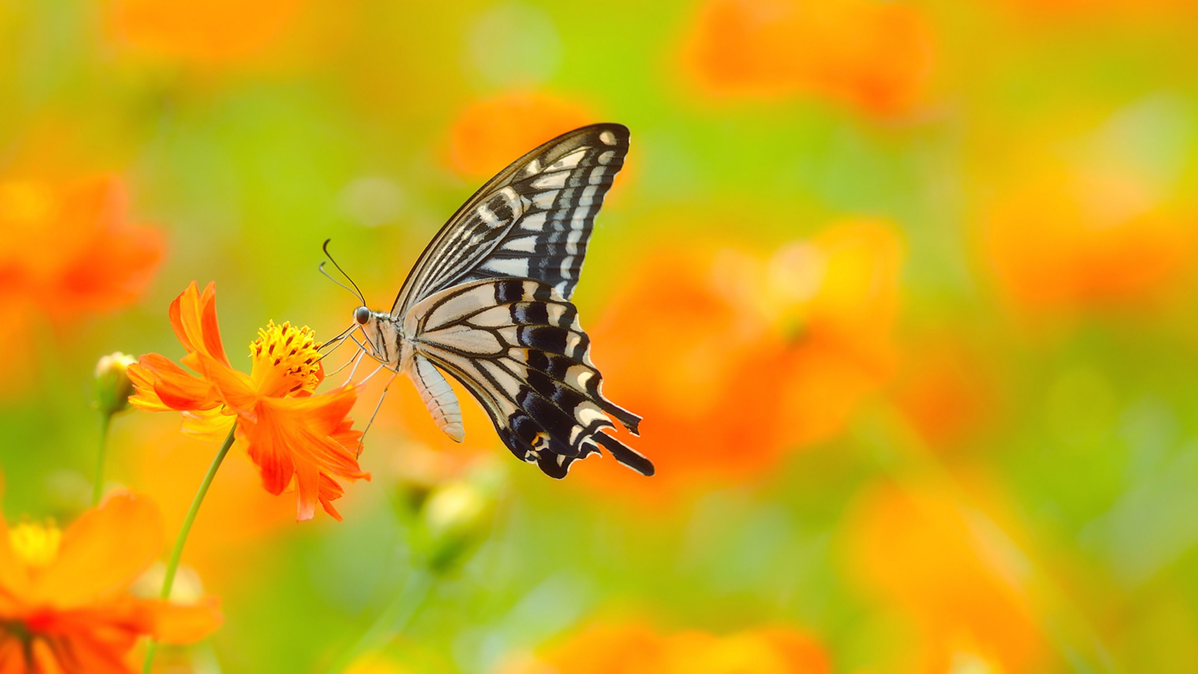 Wallpaper butterfly, 5k, 4k wallpaper, colorful, flowers, yellow, insects, Animals