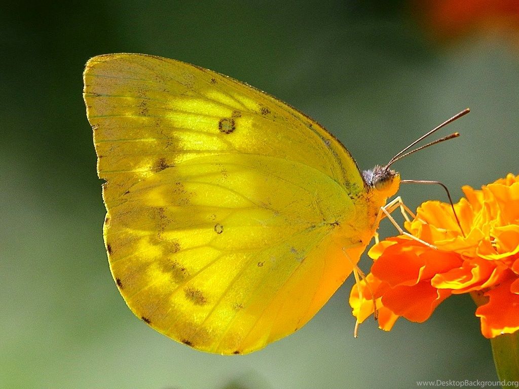 Butterfly Yellow Butterfly Wallpaper HD