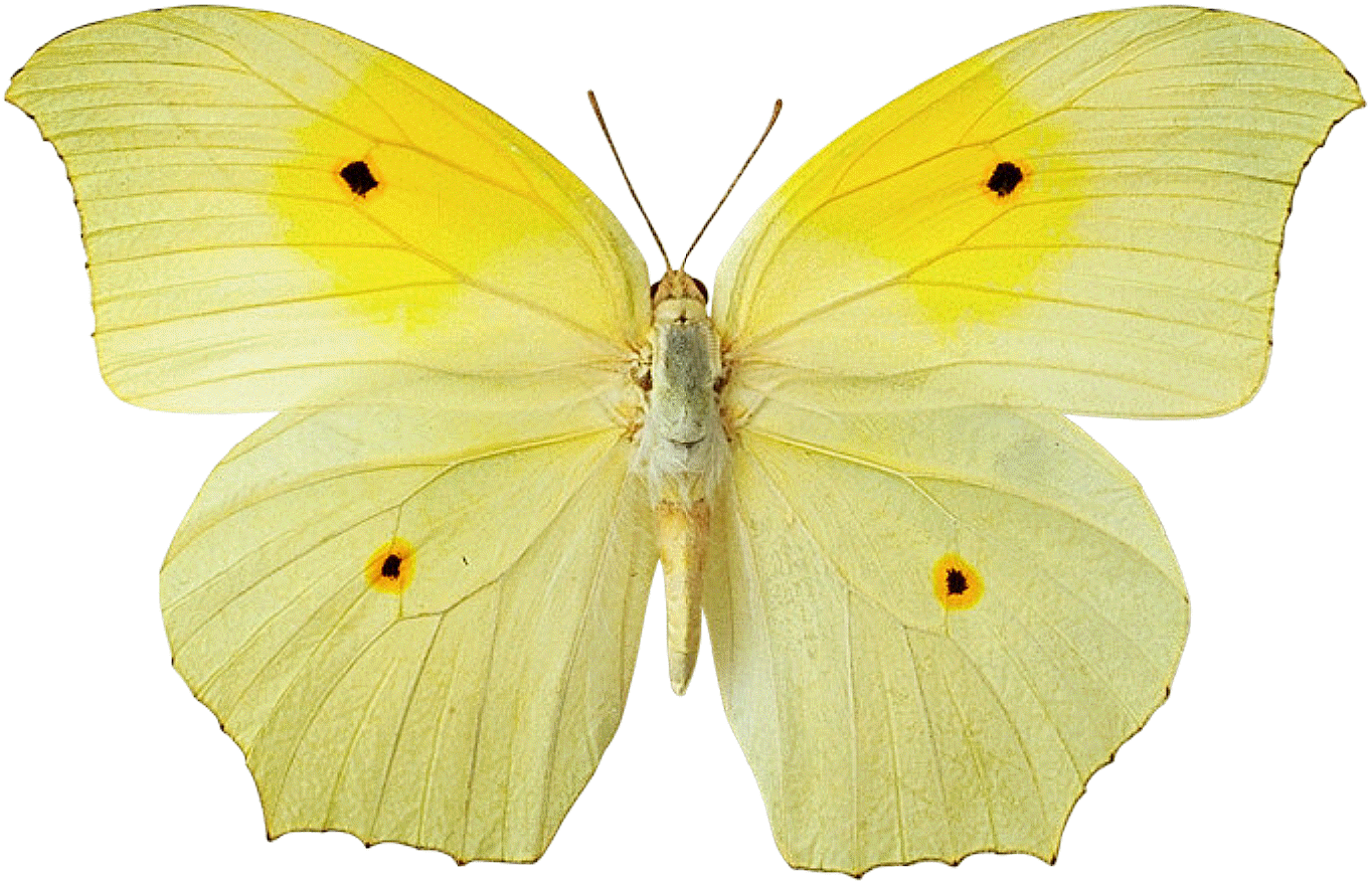 beautiful desktop wallpaper 2014: Yellow butterfly wallpaper