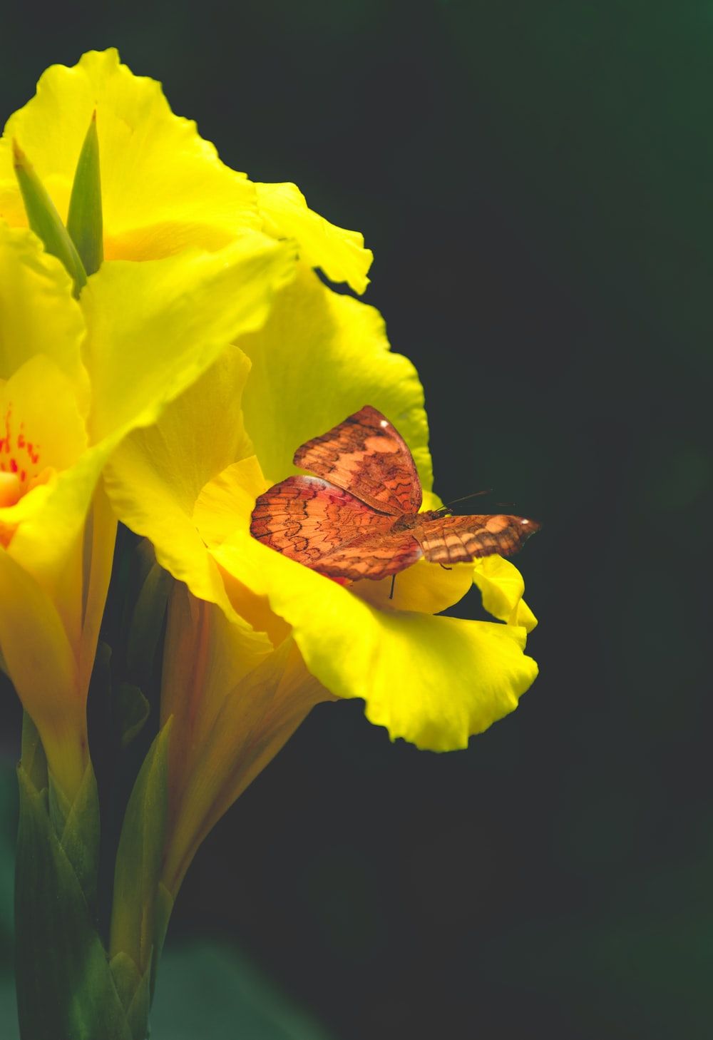 Yellow Butterfly Picture. Download Free Image