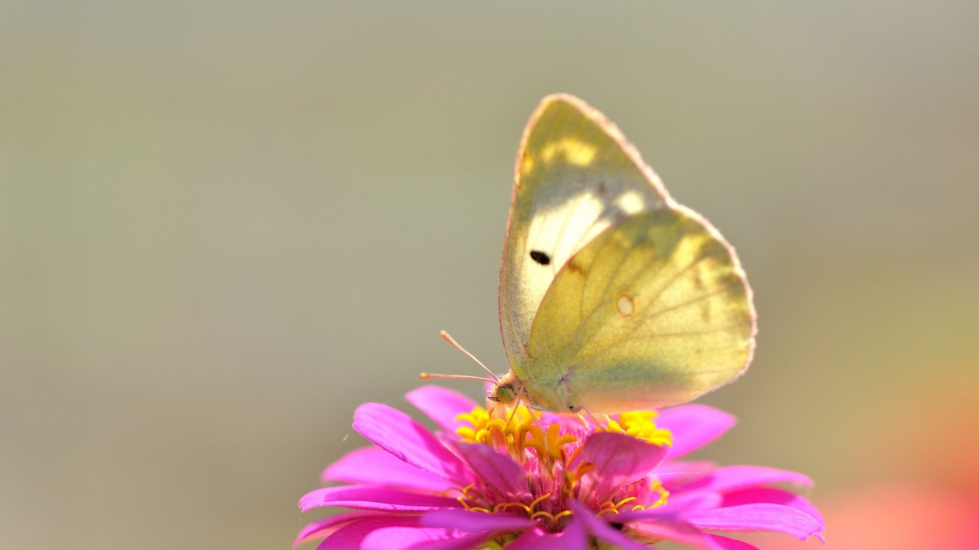 Free download Yellow butterfly on pink flower wallpaper and image wallpaper [1920x1200] for your Desktop, Mobile & Tablet. Explore Pink Butterfly Wallpaper Flower. Purple Butterfly Wallpaper, Purple Butterfly Desktop