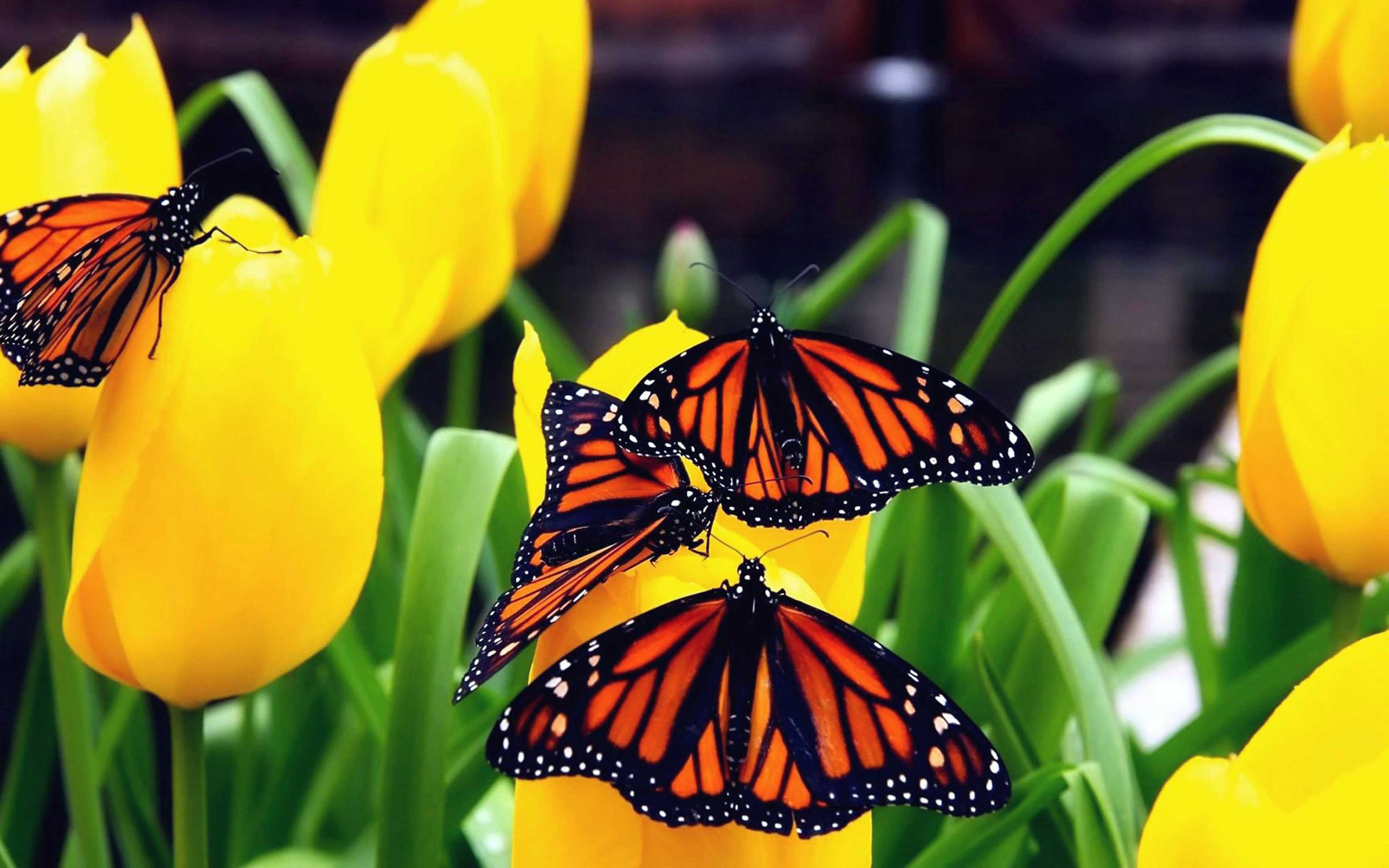 Monarch Butterfly On Yellow Flowers From Tulips Wallpaper HD, Wallpaper13.com