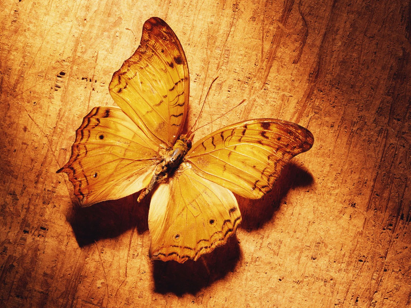 butterfly wallpaper yellow Desktop Wallpaperk HD