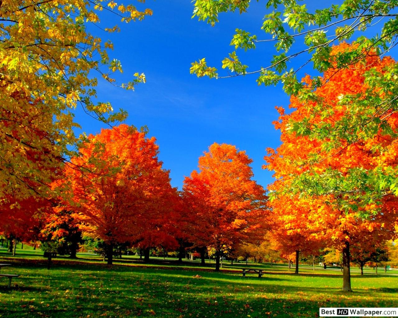 Autumn Trees in the Park HD wallpaper download