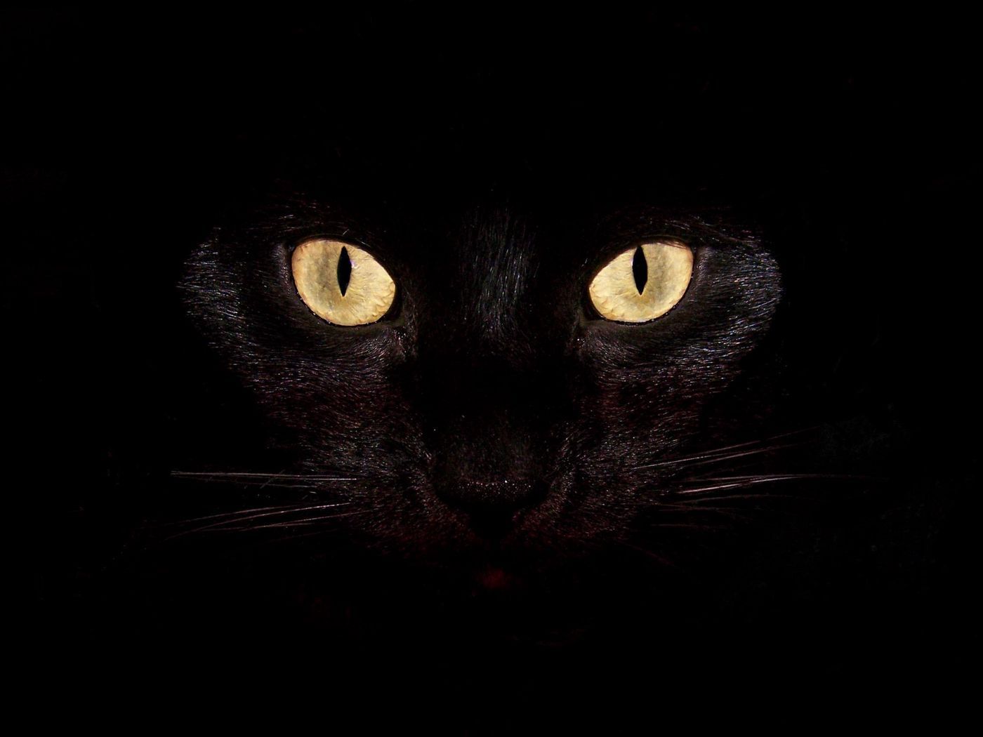 Download wallpaper 1400x1050 cat, dark, eyes, bright, surprisingly standard 4:3 HD background