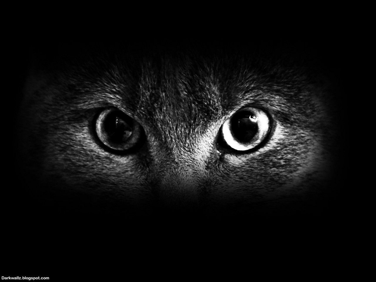 Scary Eyes Wallpaper