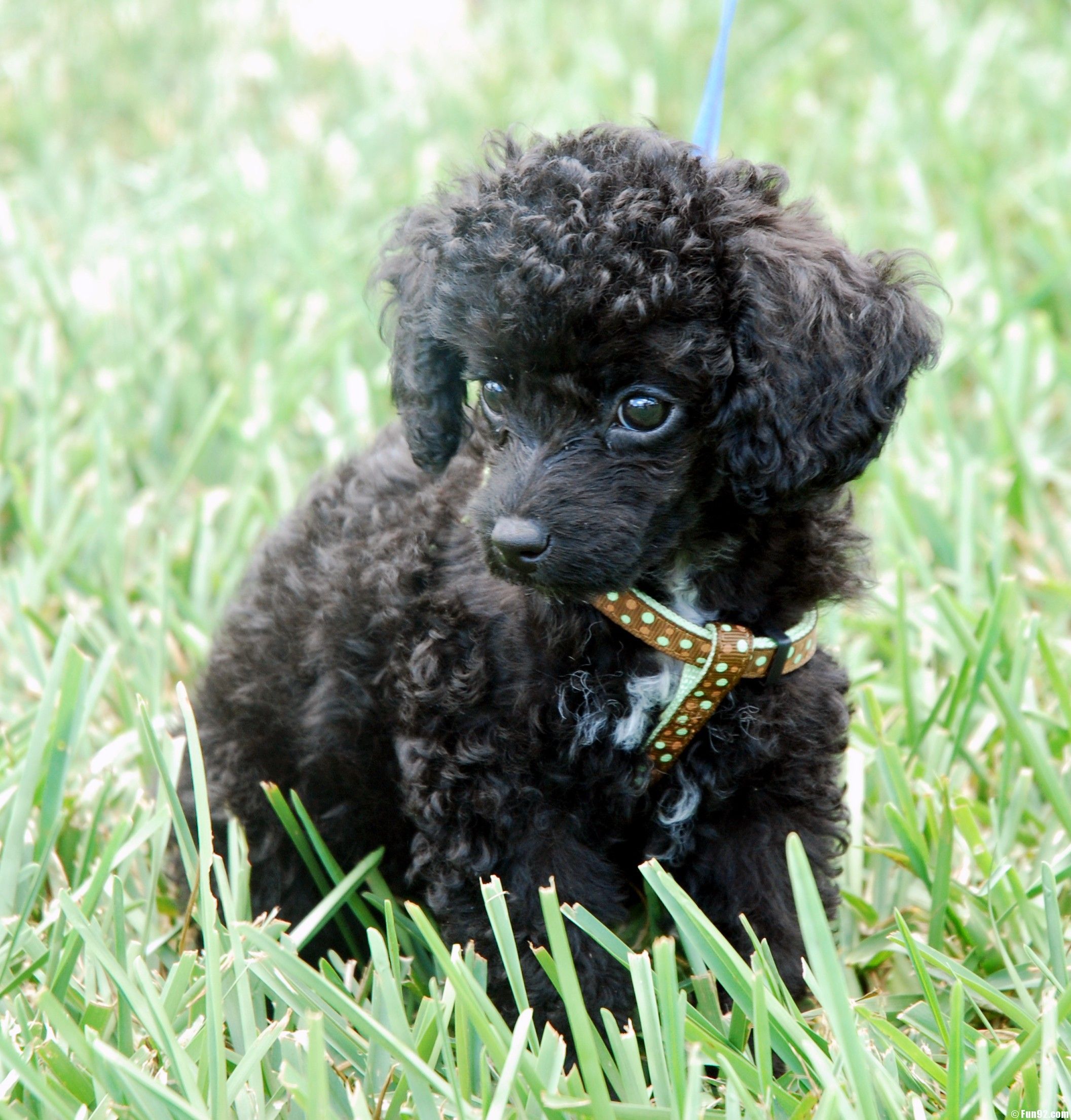Teacup Poodles Wallpapers Wallpaper Cave