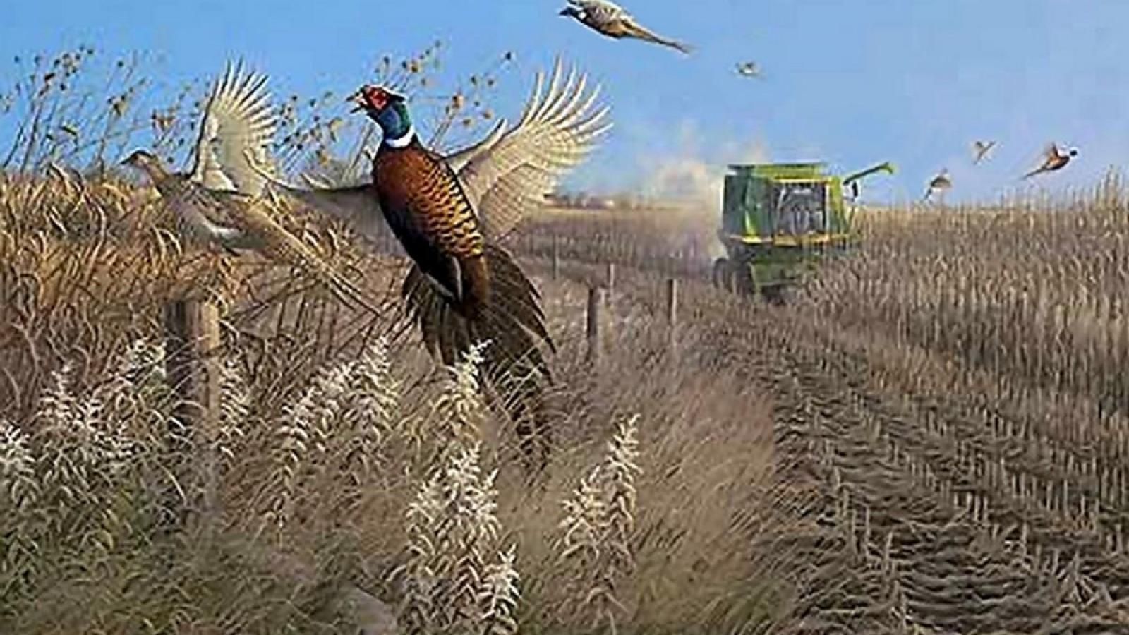 Pheasant Hunting Desktop Wallpaper Free Pheasant Hunting Desktop Background