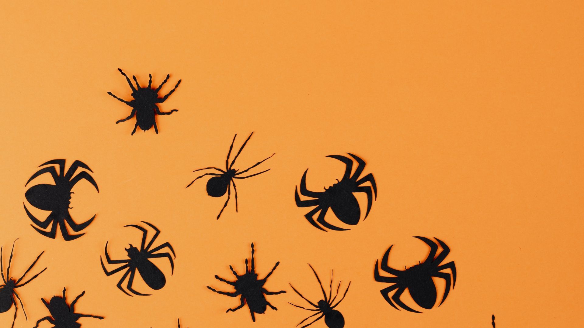 Desktop wallpaper halloween, black spiders wall stickers, minimal, HD image, picture, background, 714e24