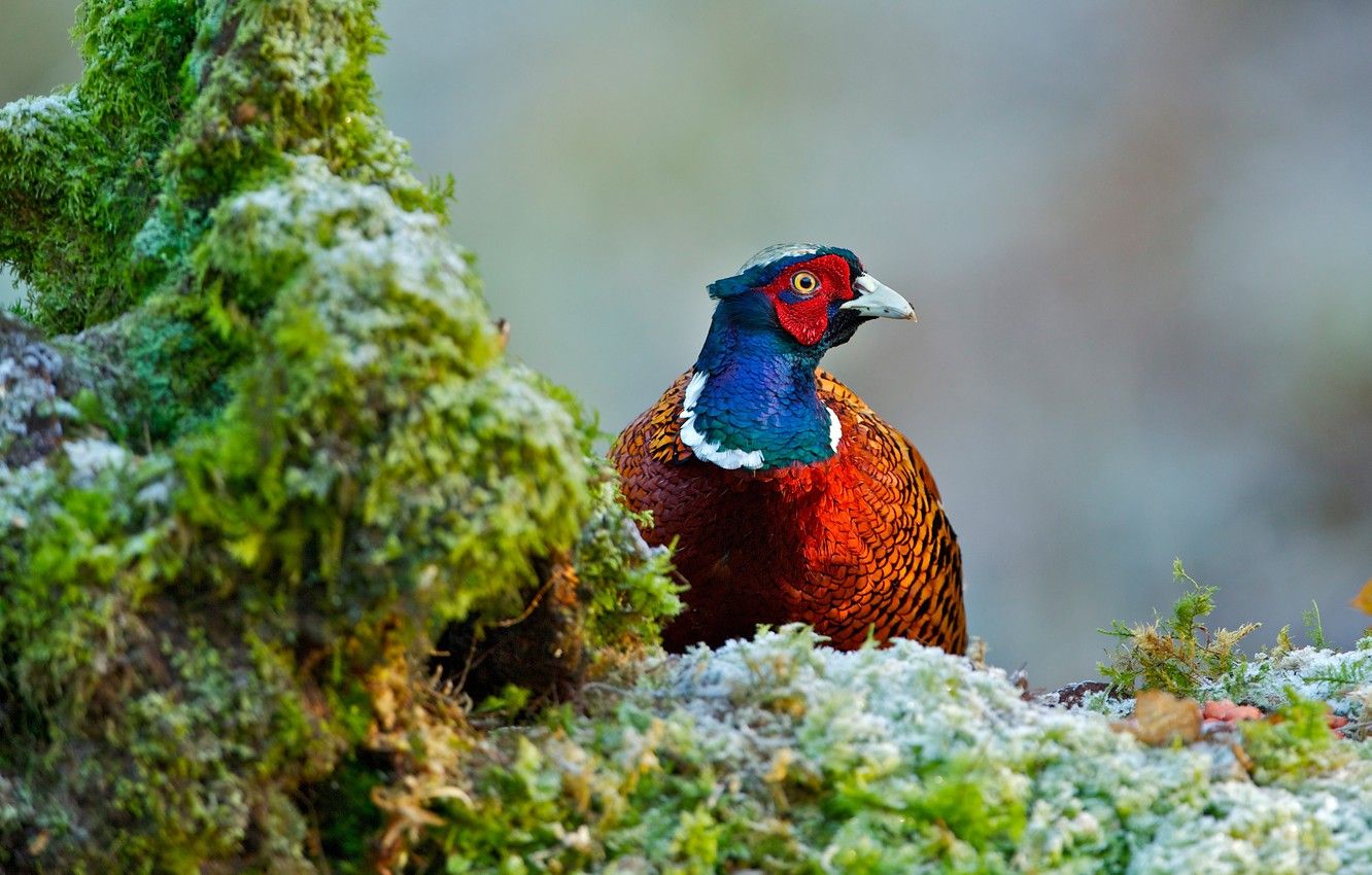 Wallpaper bird, moss, pheasant image for desktop, section животные