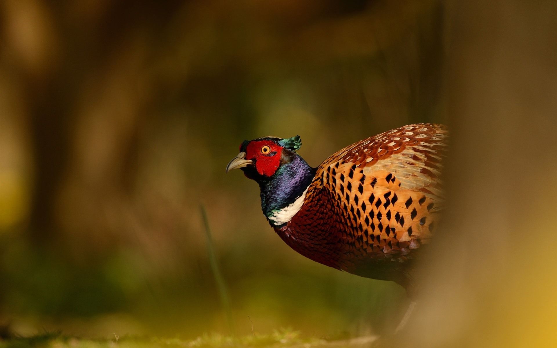 Wildlife, Pheasant 750x1334 IPhone 8 7 6 6S Wallpaper, Background, Picture, Image