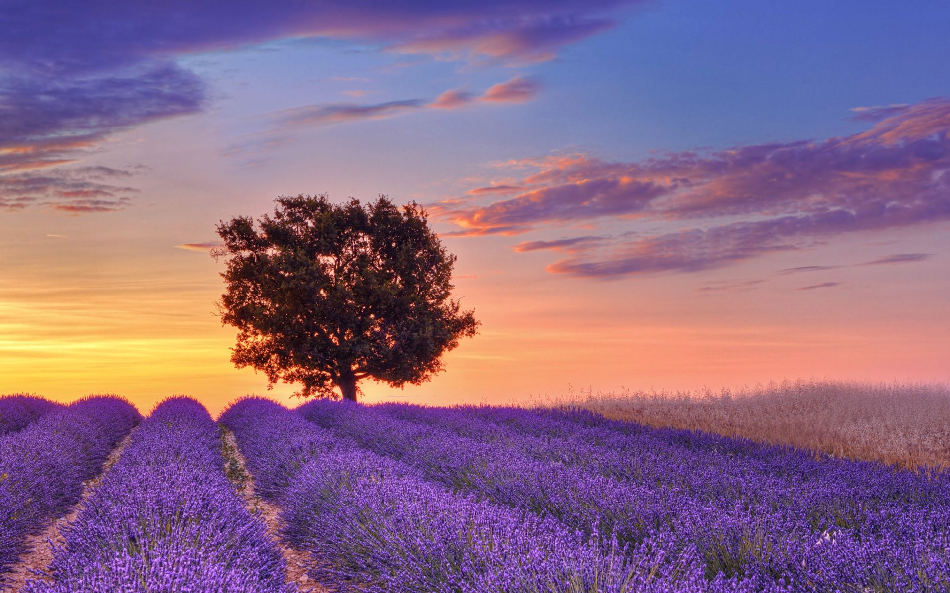 Cánh đồng oải hương (Lavender fields): Những cánh đồng oải hương rộng lớn và lãng mạn sẽ khiến bạn phải ngỡ ngàng. Muôn vàn mảng màu tím nồng nàn đang reo rắt, tạo nên một vẻ đẹp lãng mạn và tuyệt vời. Chắc chắn bức ảnh sẽ đưa bạn vào một thế giới đầy mơ mộng.