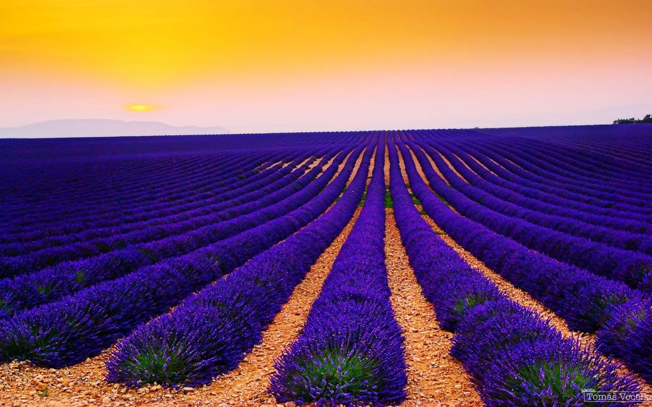 Wallpaper Lavender Fields, Sunset, Landscape, Valensole, France, 4K, Nature,. Wallpaper for iPhone, Android, Mobile and Desktop