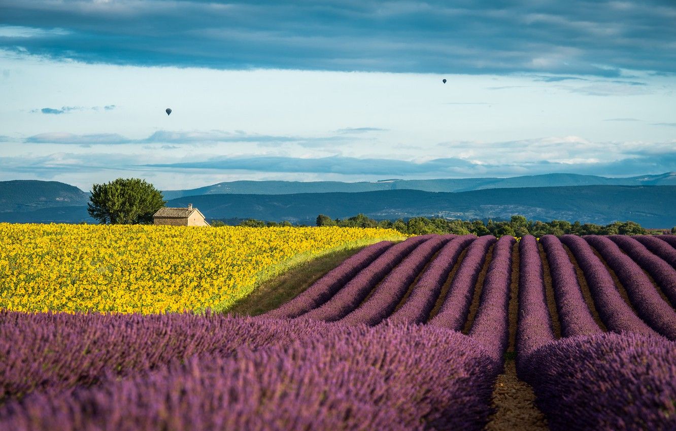 Wallpaper summer, sunflowers, France, field, lavender, Provence, July image for desktop, section пейзажи