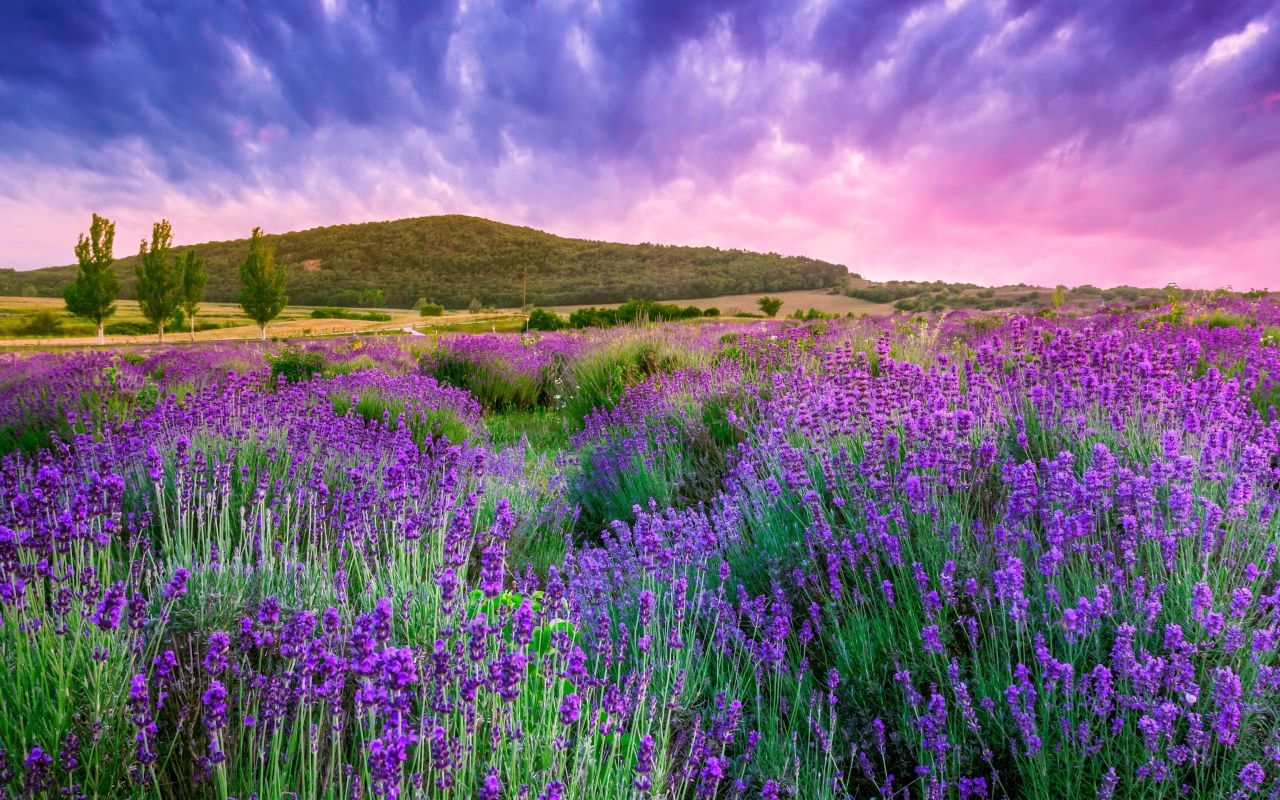 Lavender fields of Provence under a beautiful sky, France Desktop wallpaper 1280x800