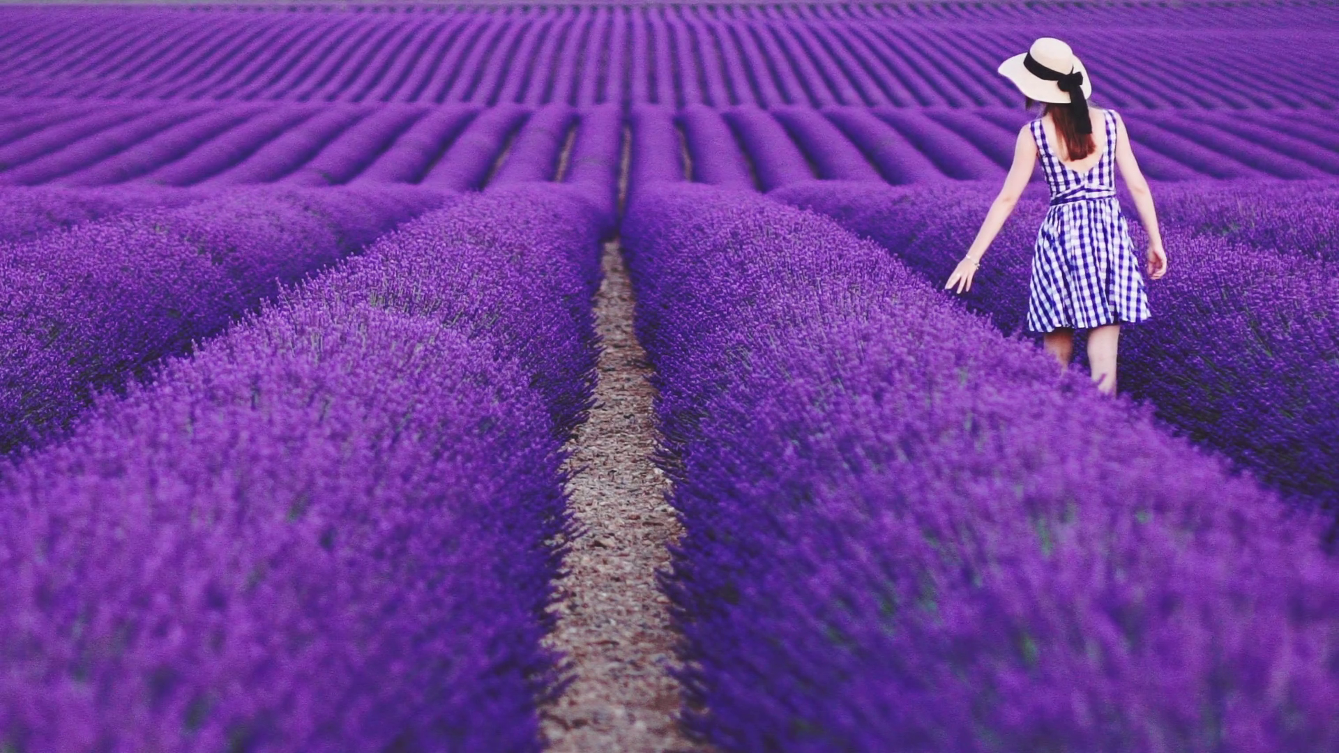 interesting wallpaper. Lavender field in Provence, France (Plateau de Valensole)