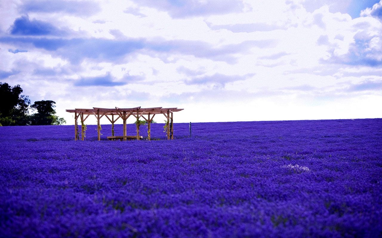Free download Lavender Fields Wallpaper The lavender field of provence france [1280x800] for your Desktop, Mobile & Tablet. Explore Lavender Fields Wallpaper. Lavender Wallpaper, Lavender Wallpaper Download, Lavender Wallpaper for Walls